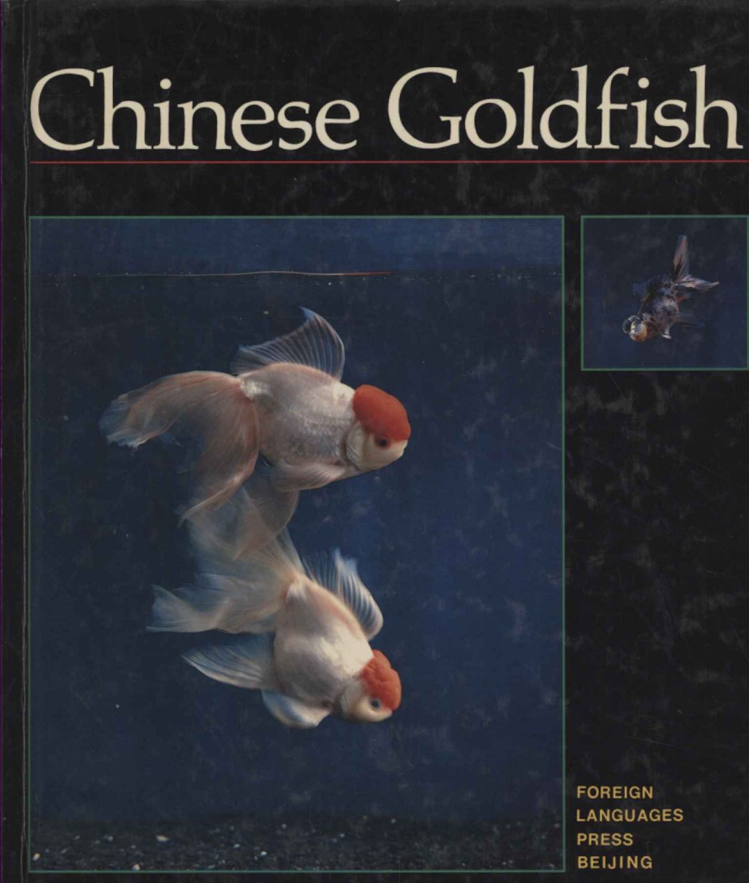 Chinese Goldfish