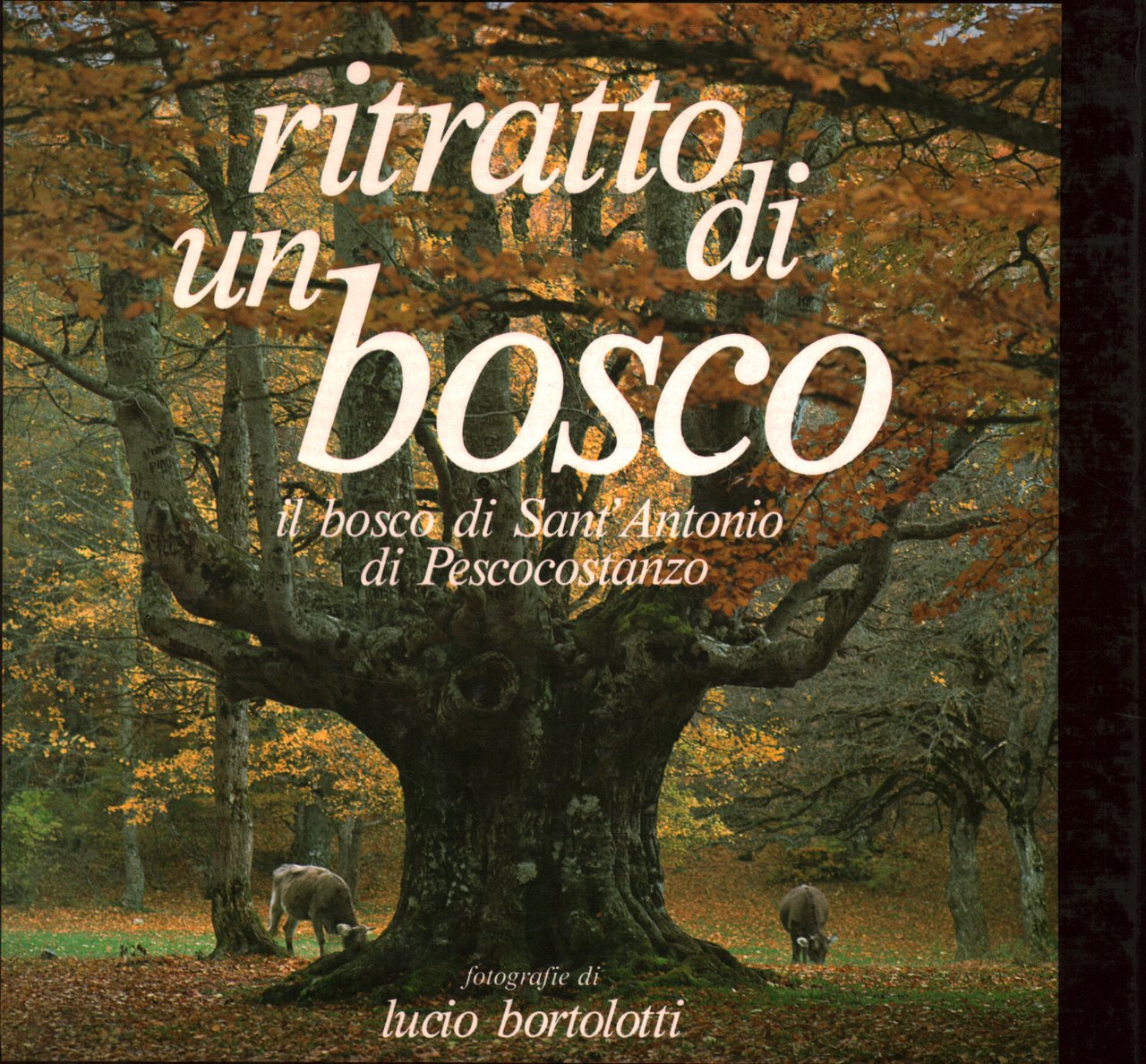 Ritratto di un bosco:il bosco di Sant'Antonio di Pescocostanzo