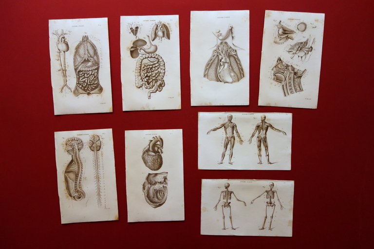 8 Tavole Calcografiche Anatomia Umana Anatomie Humaine Metà '800 Medicina