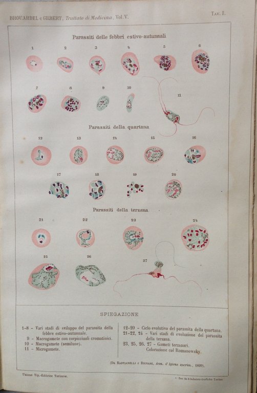 A Laveran Trattato di Medicina e Terapia Malaria e Tripanosomiasi … | Immagine Gallery 3