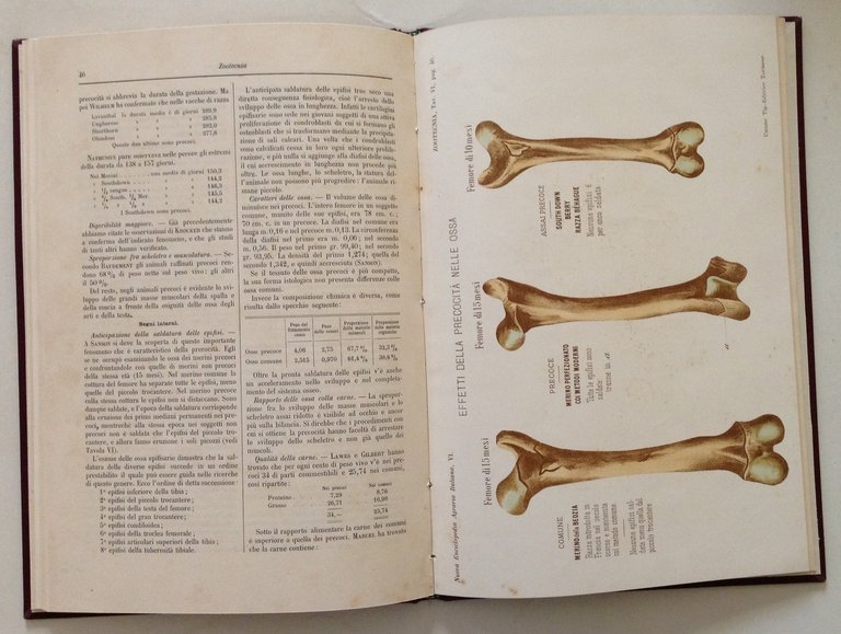 A. Lemoigne Zootecnia Generale UTET Torino 1900