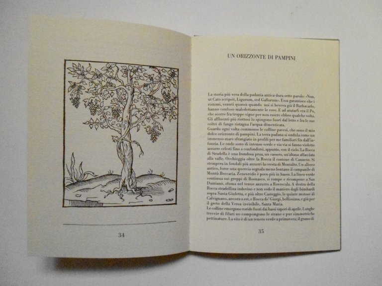 AA VV Ager Maricorum Edizioni Torchio De' Ricci 1986 elegante | Immagine Gallery 2