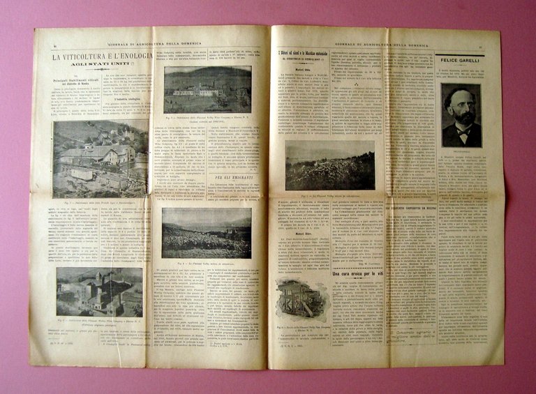 Agricoltura della Domenica 1903 N 5 1 Febbraio 1903 Viticoltura …