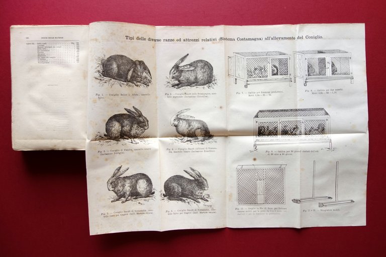 Alimenti ed Alimentazione degli Erbivori Domestici Allevamento del Coniglio Papa | Immagine Gallery 5