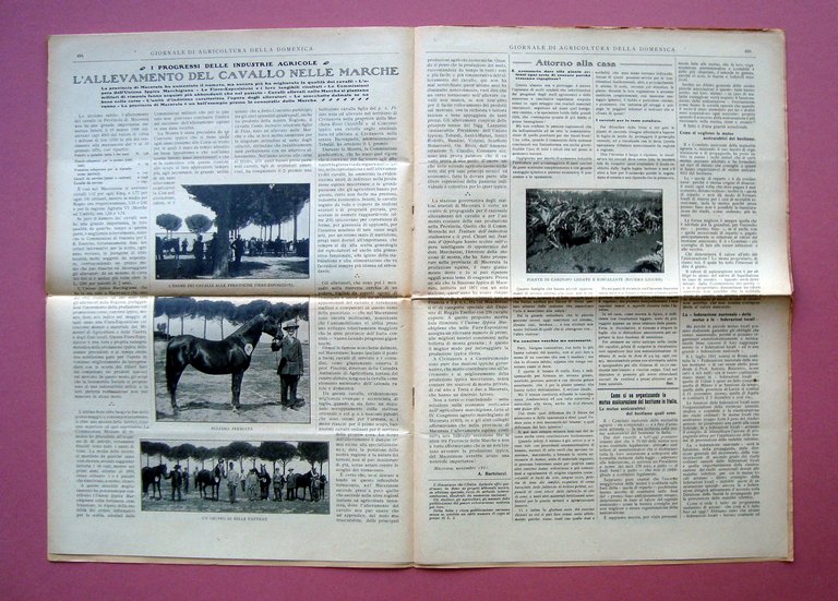 Allevamento del Cavallo nelle Marche Giornale Agricoltura della Domenica 1911