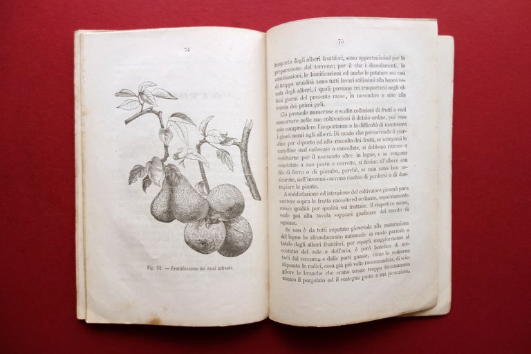Almanacco del Frutticoltore Marcellino e Giuseppe Roda Torino 1878 Incisioni