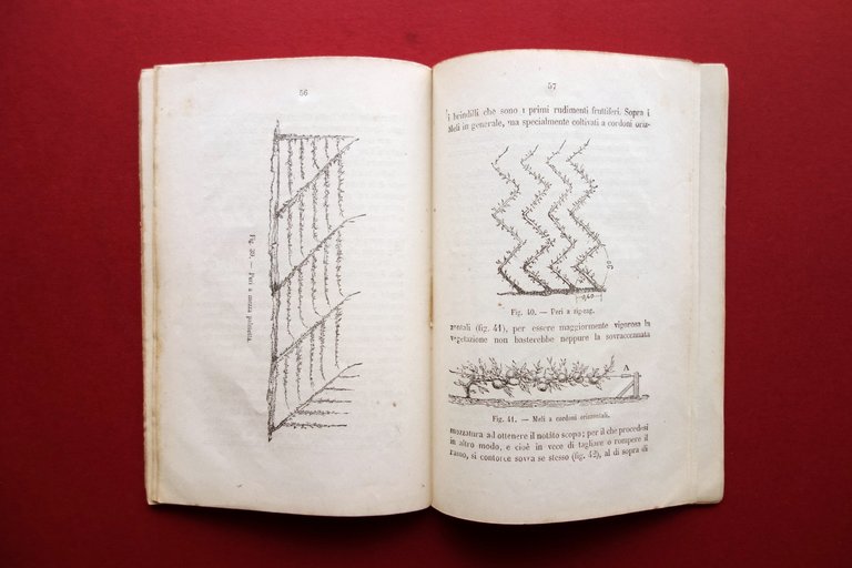 Almanacco del Frutticoltore Marcellino e Giuseppe Roda Torino 1878 Incisioni