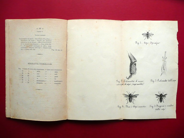 Api Apicoltura Felice Poppi Manuale Libretto 30 Figure Fine Ottocento …