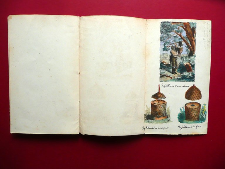 Api Apicoltura Felice Poppi Manuale Libretto 30 Figure Fine Ottocento …