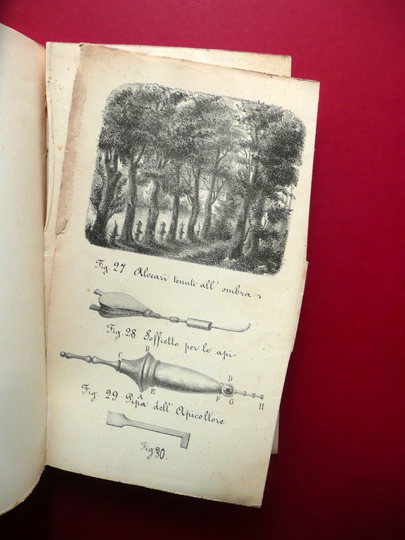 Api Apicoltura Felice Poppi Manuale Libretto 30 Figure Fine Ottocento …