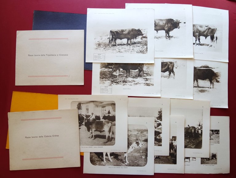 Atlante delle Principali Razze Bovine Italiane Pucci 1914 Tripolitania Cirenaica