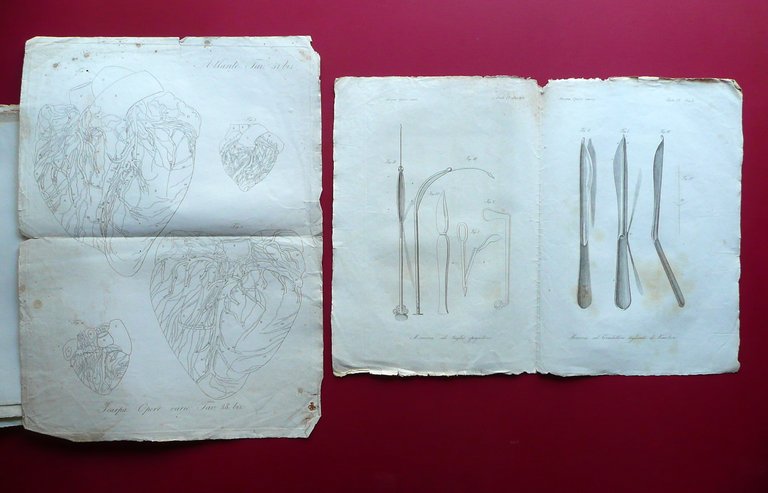 Atlante di Tutte le Opere di Antonio Scarpa Batelli 1836 …