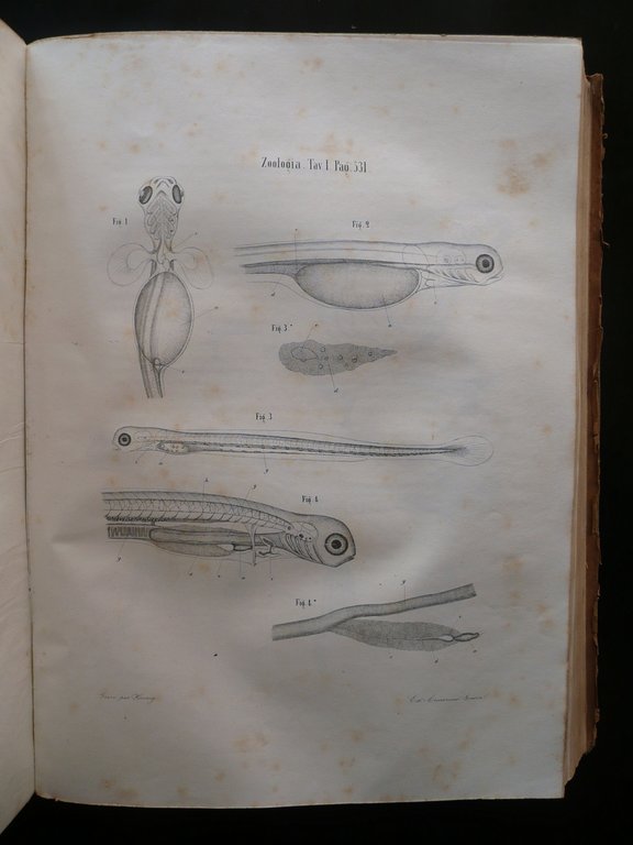 Atti della Ottava Riunione degli Scienziati Italiani Tip. Ferrando Genova …