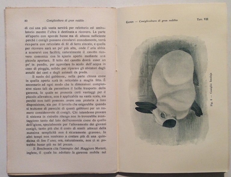 C. A. Gonin Conigliocultura di Gran Reddito Razionale Allevamento Coniglio …
