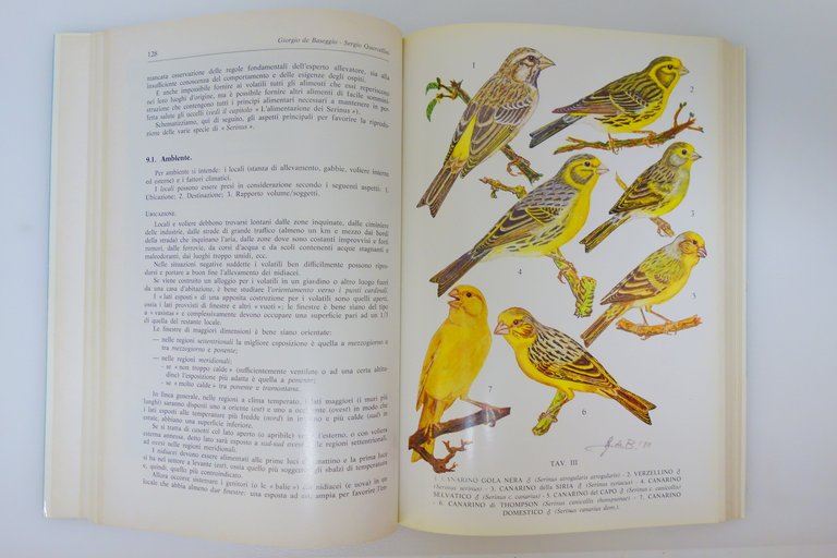 CANARINI DI TUTTO IL MONDO GENERE SERINUS BASEGGIO QUERCELLINI FIRMATO … | Immagine Gallery 3