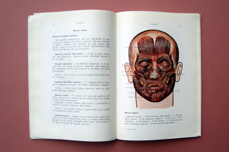 Capello Pace Anatomia per Odontotecnici Ed. Minerva Medica 1968 | Immagine Gallery 2