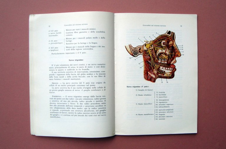Capello Pace Anatomia per Odontotecnici Ed. Minerva Medica 1968 | Immagine Gallery 3