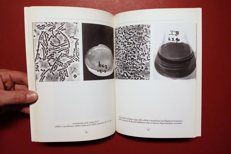 Caratterizzazione dell'Aceto Balsamico Tradizionale di Modena Spilamberto 1993 | Immagine Gallery 4