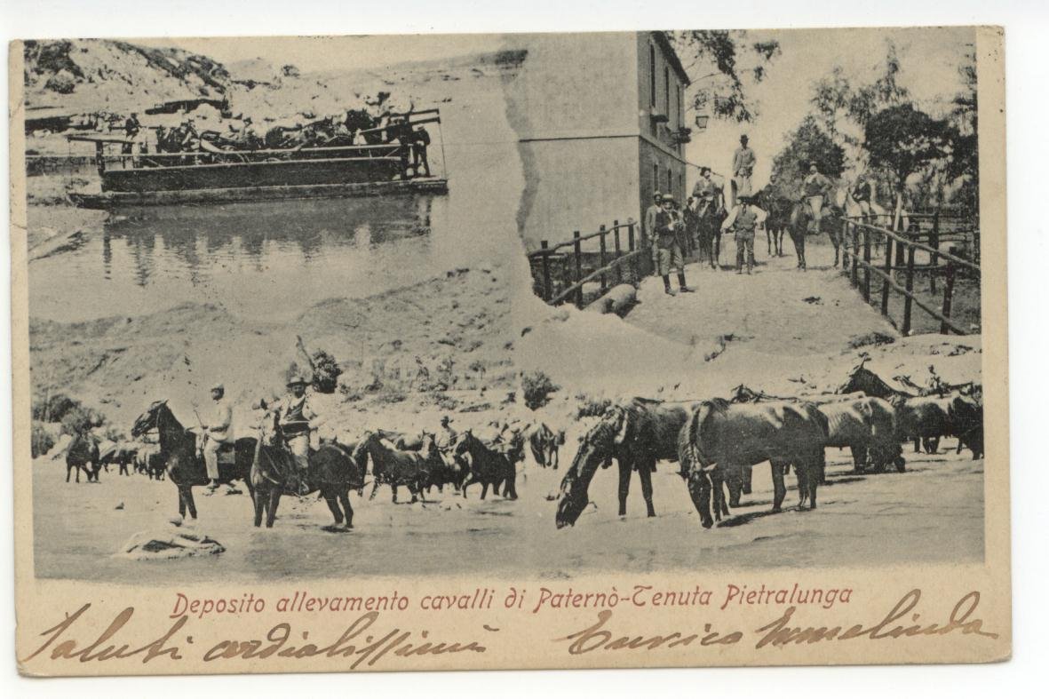 Cartolina Deposito Allevamento Cavalli di PaternÚ Tenuta 1901 viaggiata Catania