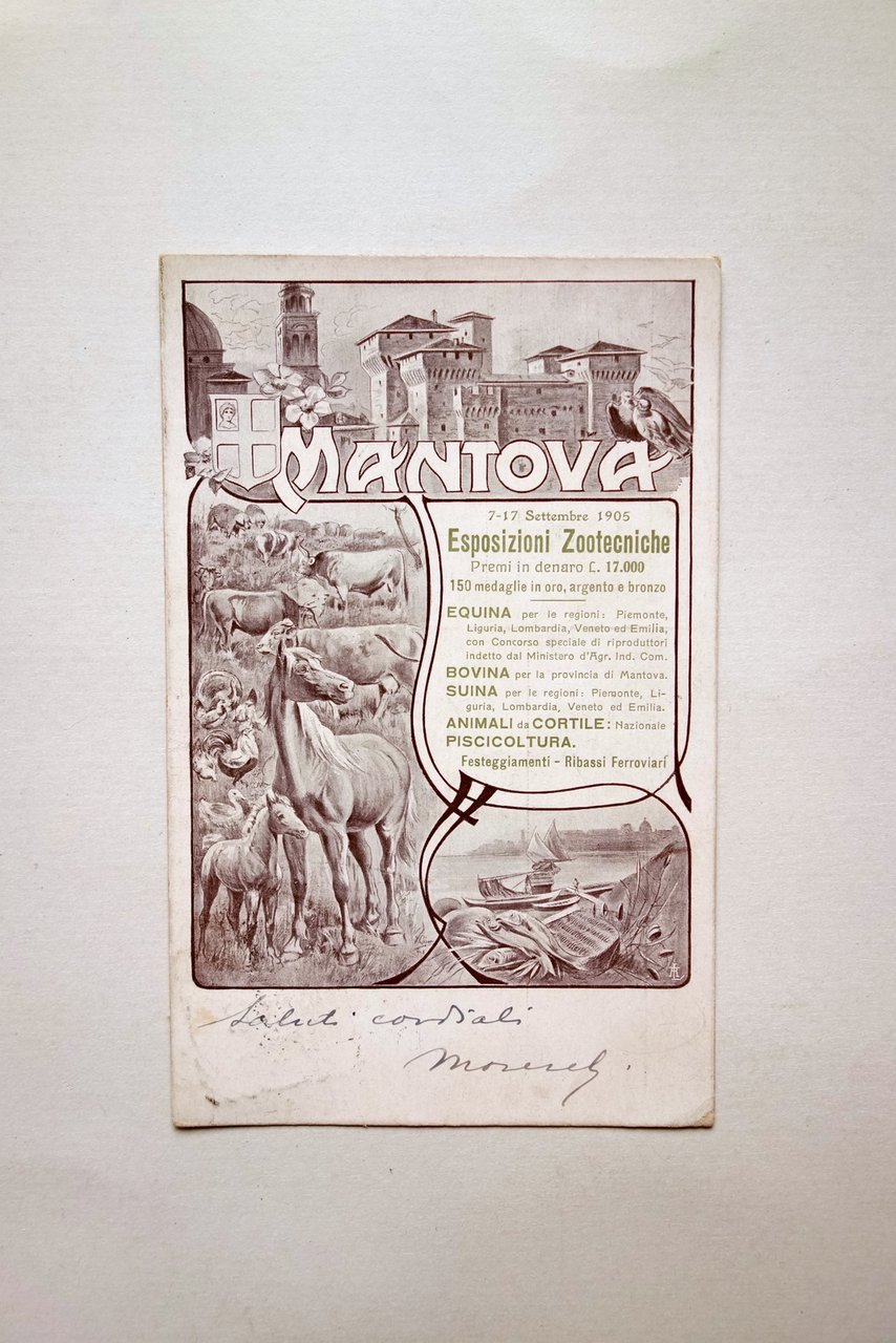 Cartolina Mantova Esposizioni Zootecniche 7-17 Settembre 1905 Viaggiata