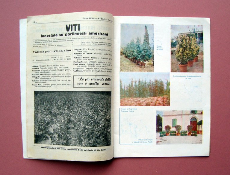 Catalogo Benassi Orticoltori San Giovanni Persiceto 1957 Vivai Piante Bulbi | Immagine Gallery 2