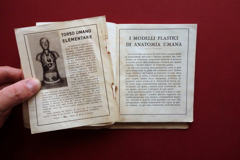 Catalogo Modelli Plastici e Tavole di Anatomia Umana Paravia 1935