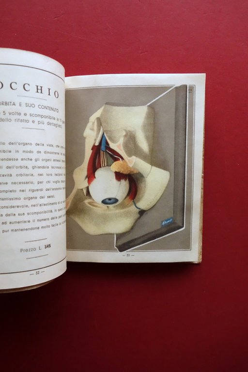 Catalogo Modelli Plastici e Tavole di Anatomia Umana Paravia 1935