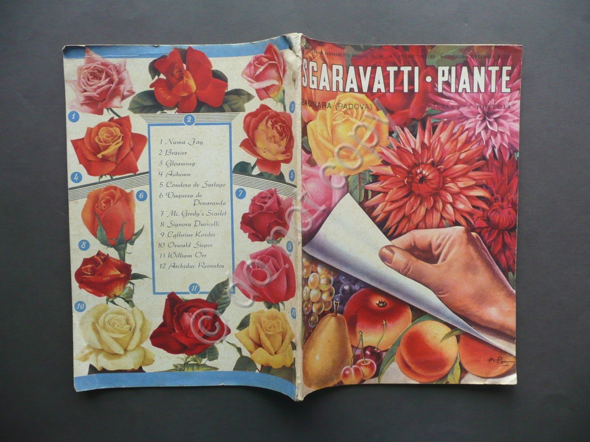 Catalogo Sgaravatti Piante Ottobre 1942 Numero 283 Saonara Padova Pistoia