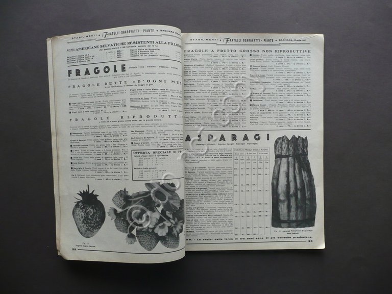 Catalogo Sgaravatti Piante Ottobre 1942 Numero 283 Saonara Padova Pistoia