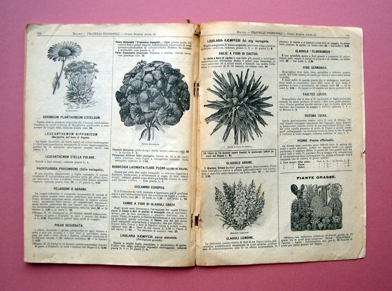 Catalogo trimestrale n.149 1911 F.lli Ingegnoli S.A Milano Stab.Agrario Botanico | Immagine Gallery 2