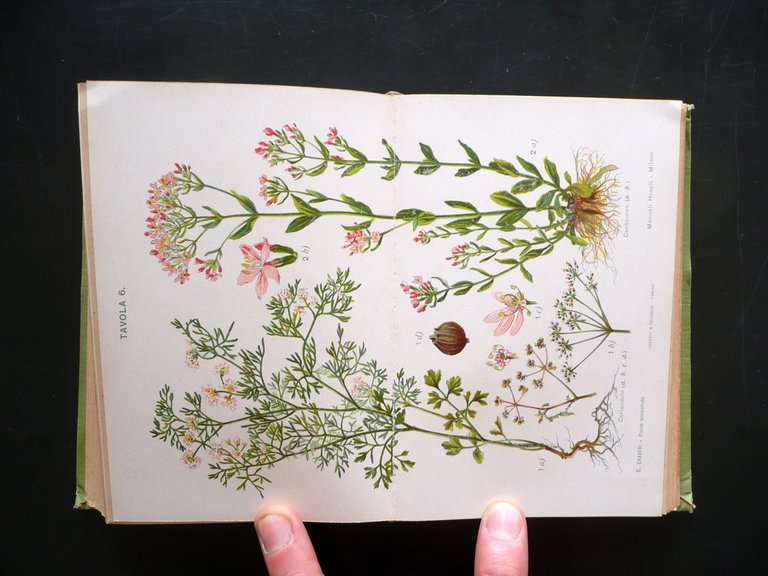 Coltivazione Industriale delle Piante Aromatiche Craveri Hoepli Milano 1914 Raro