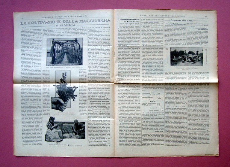 Coltivazione maggiorana in Liguria Giornale Agricoltura della Domenica 1911