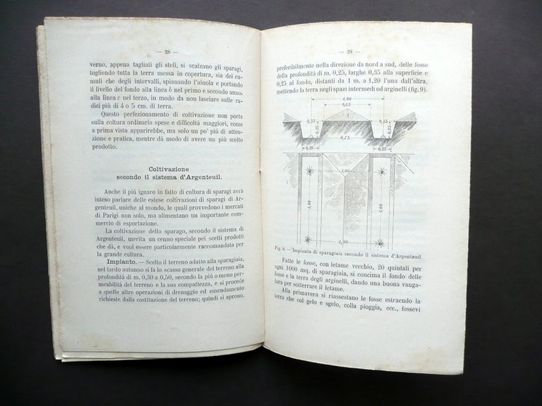 Coltivazione Naturale e Forzata degli Sparagi Fratelli Roda UTET Torino …