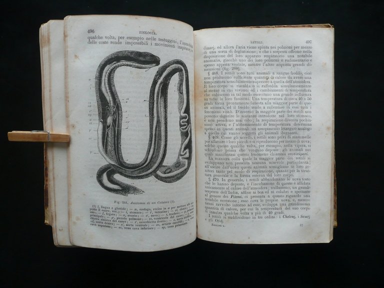 Corso Elementare di Storia Naturale Zoologia Milne Edwards Vallardi Milano …