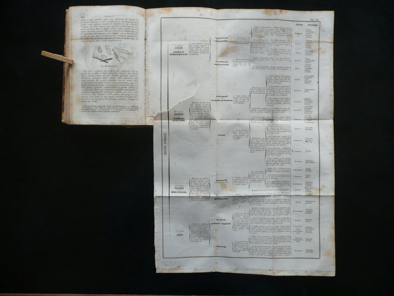 Corso Elementare di Storia Naturale Zoologia Milne Edwards Vallardi Milano …