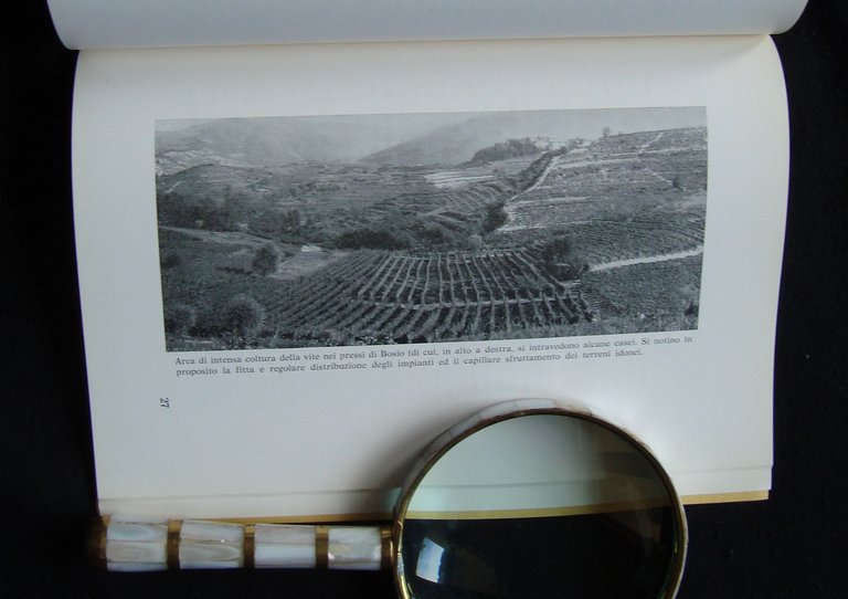 Cortese di Gavi Liguria Geografia Agraria Olivi Tipografia Burani Genova | Immagine Gallery 3