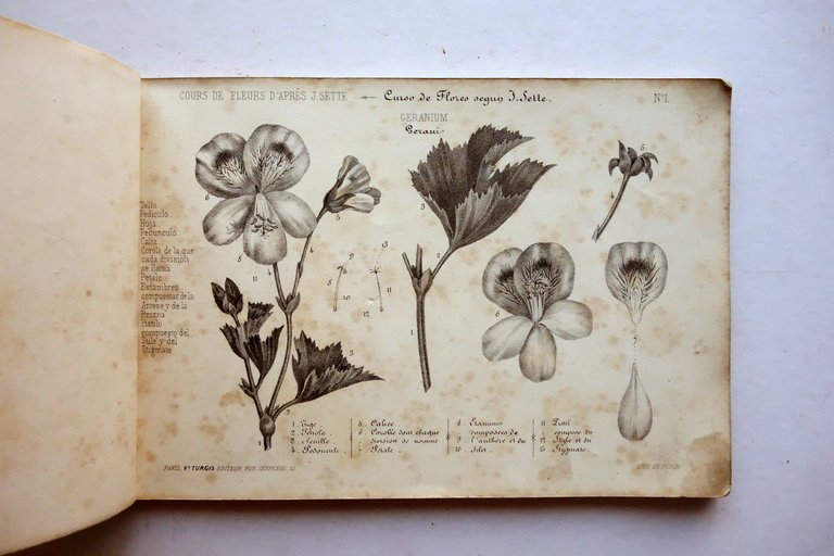 Cours de Fleur d'Apres J. Sette Turgis Paris Met‡ Ottocento … | Immagine Gallery 4
