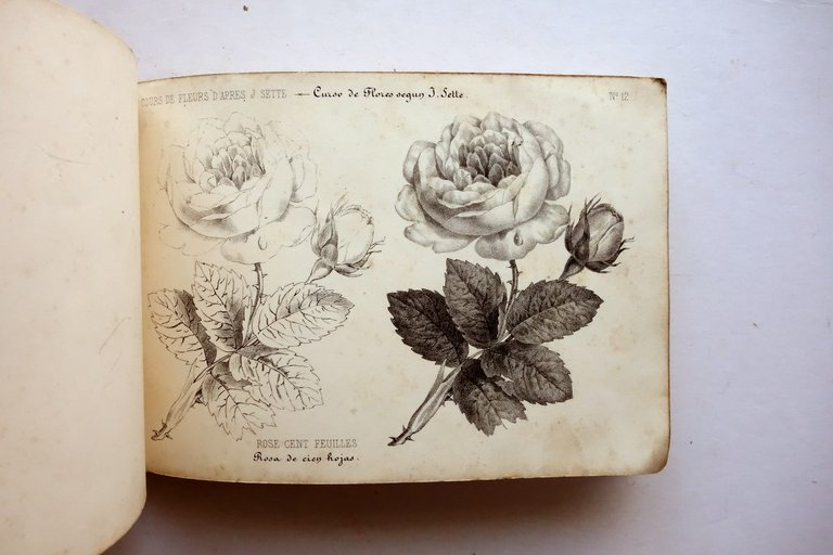 Cours de Fleur d'Apres J. Sette Turgis Paris Met‡ Ottocento … | Immagine Gallery 5