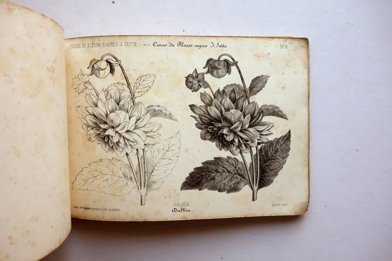 Cours de Fleur d'Apres J. Sette Turgis Paris Met‡ Ottocento … | Immagine Gallery 6