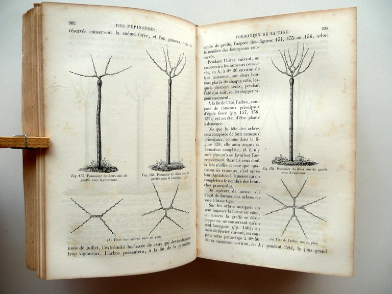 Culture des Arbres et Arbrisseaux Fruits de Table Arboriculture Du …