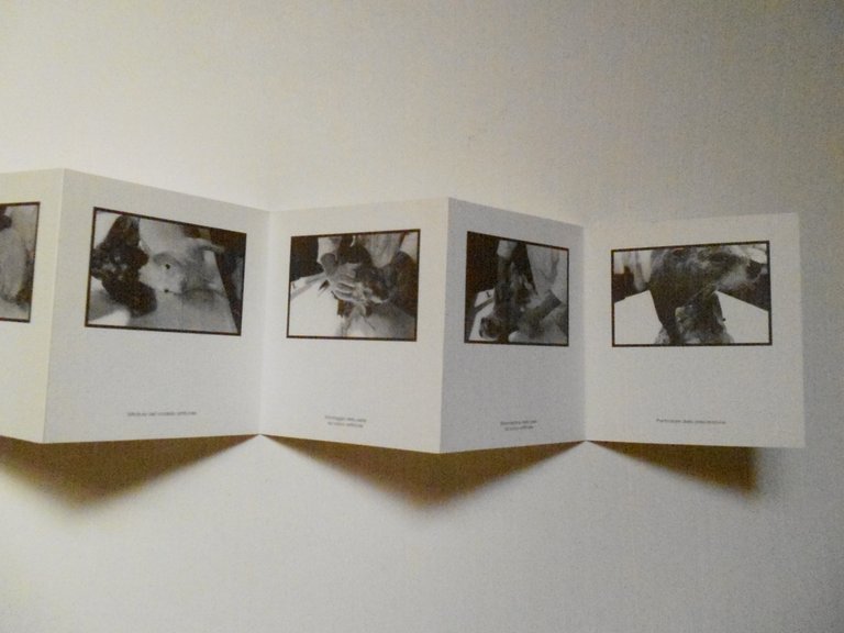 D'Affronto Gattabria Tassidermia Museo Civico di Zoologia 2001