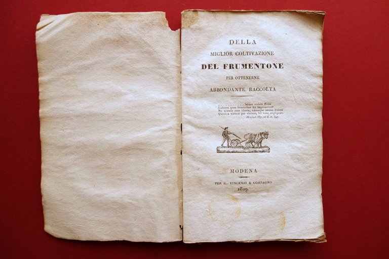 Della Miglior Coltivazione del Frumentone Vincenzi Modena 1829 Tavola Raro