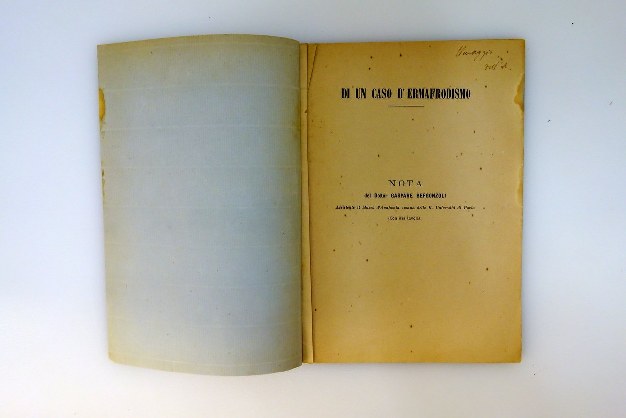Di un Caso di Ermafroditismo Gaspare Bergonzoli Pavia 1893 con … | Immagine principale