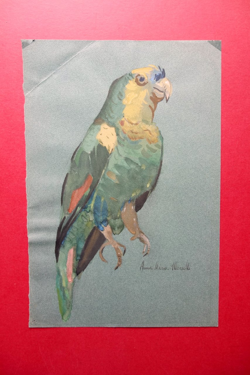 Disegno Originale Pappagallo Tecnica Mista Tempera Acquerello A. M. Morselli | Immagine principale