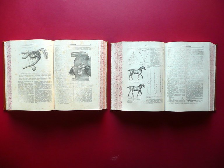 Dizionario Veterinario Cagny Gobert Torino 1905-1910 2 Volumi Completo