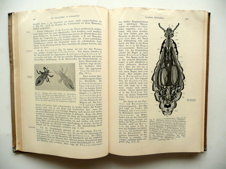 E. Martini Lehrbuch der Medizinischen Entomologie Gustav Fischer Jena 1923 | Immagine Gallery 4