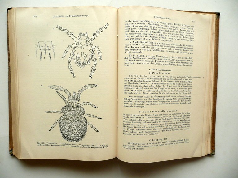 E. Martini Lehrbuch der Medizinischen Entomologie Gustav Fischer Jena 1923 | Immagine Gallery 5