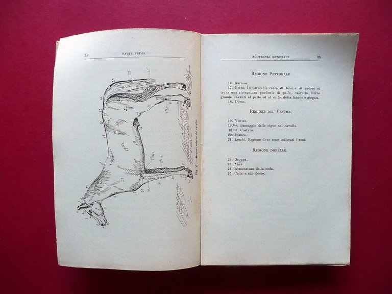 Elementi di Zootecnia ed Igiene Guido Provenza Battiato Catania 1906 …