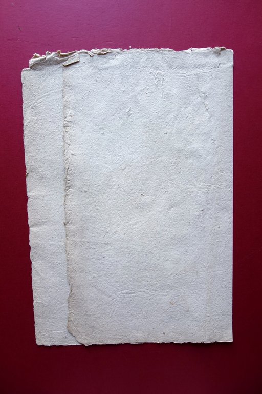 Erbario Antico Pagina Piante Bambu Nepeta Nuda Euphorbia Aleppida Met‡ …