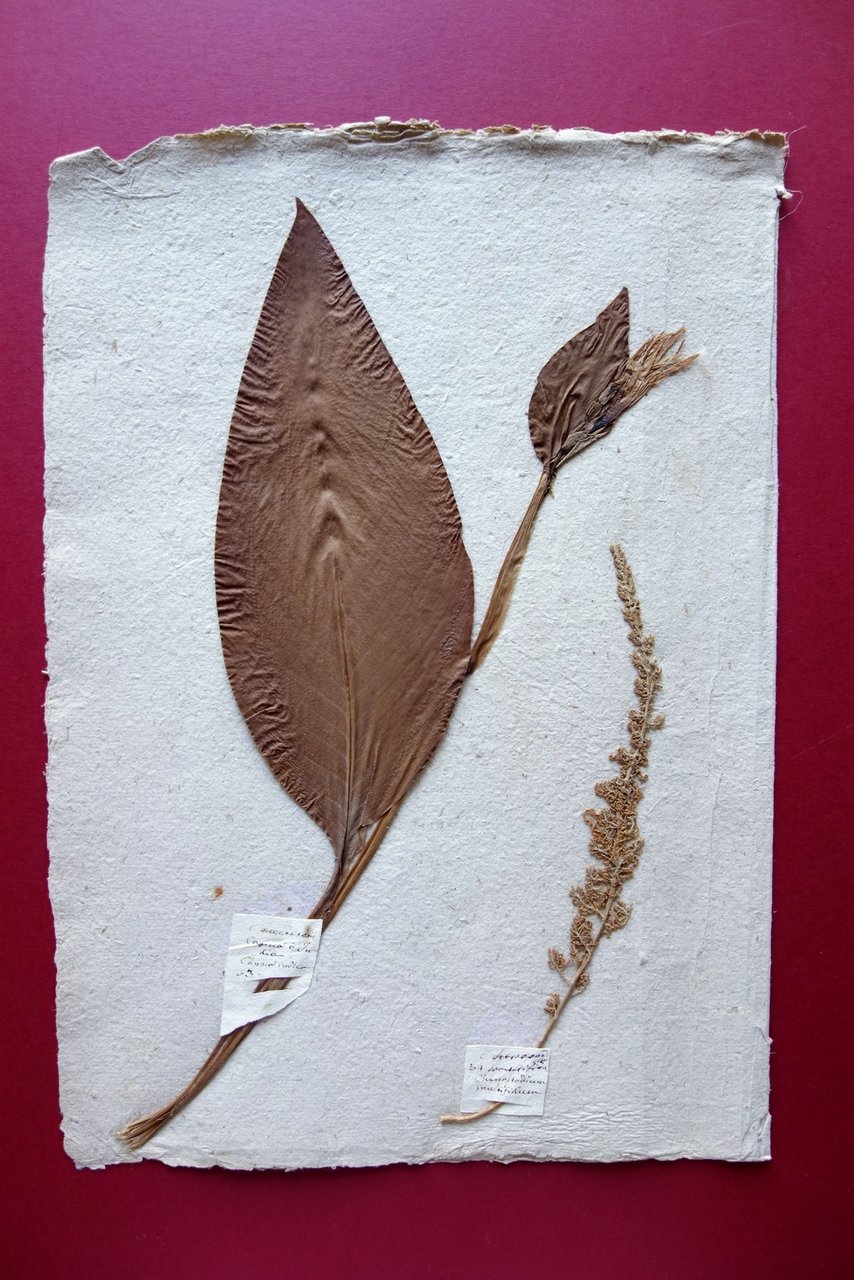 Erbario Antico Pagina Piante Canna d'India Chenopodium Multifidum Met‡ '800 | Immagine principale